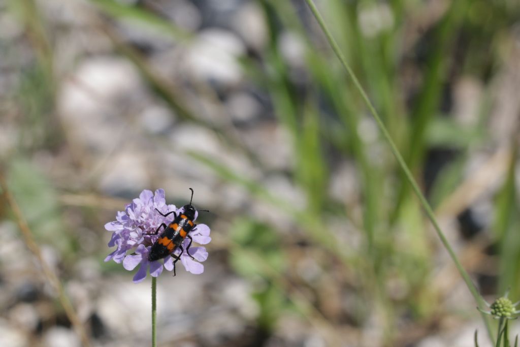 Quale Trichodes? No, Meloidae, aff. Mylabris variabilis